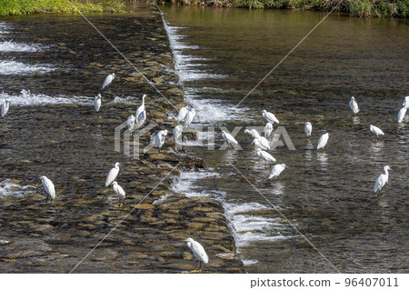 一群站在鴨川堰上的小白鷺 一群站在鴨川堰上的小白鷺 96407011