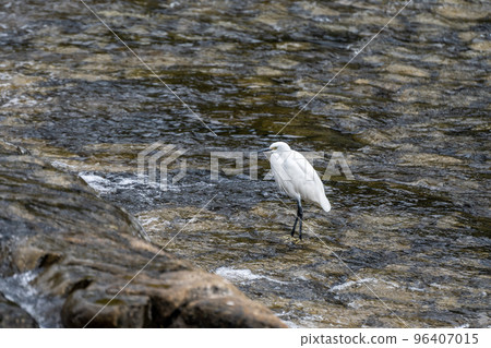 Little egret standing in the Kamo River Little egret standing in the Kamo River 96407015