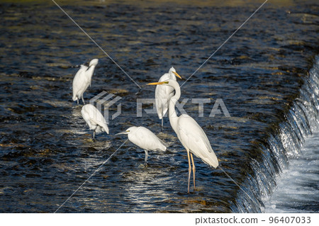 White egret standing in the Kamo River 96407033