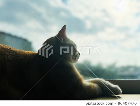 貓看著窗外 貓看著窗外 96407470
