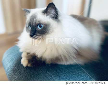 一隻貓用美麗的眼睛直視前方 96407471