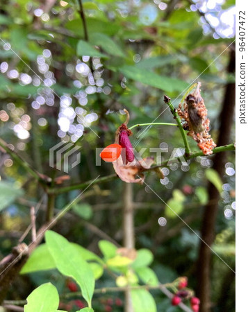 Nishikigi Nishikigi 96407472