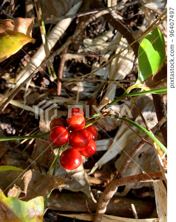 Sartori Ubara 96407497