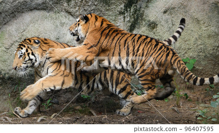 Amur tiger's younger brother pounces on his older brother 96407595
