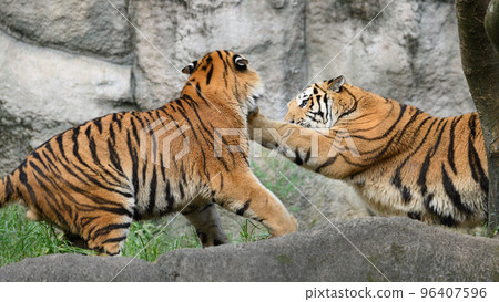 東北虎的哥哥 96407596