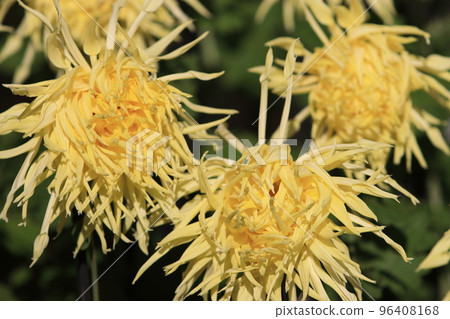 Edo chrysanthemum, chrysanthemum flower, ornamental flower Edo chrysanthemum, chrysanthemum flower, ornamental flower 96408168