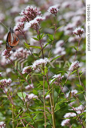 栗子虎蝶垂直構圖 96408461