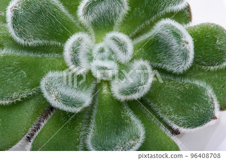 Echeveria Succulent in flowering pot Isolated on White Background Echeveria Succulent in flowering pot Isolated on White Background 96408708
