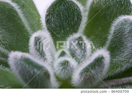 Echeveria Succulent in flowering pot Isolated on White Background 96408709