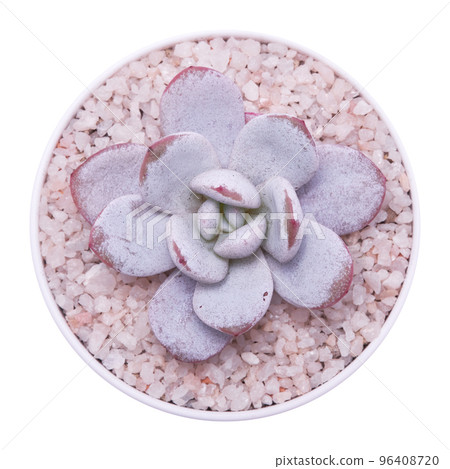 Echeveria Succulent in flowering pot Isolated on White Background Echeveria Succulent in flowering pot Isolated on White Background 96408720