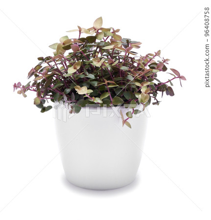 house gardening - Callisia repens in a pot isolated on white background house gardening - Callisia repens in a pot isolated on white background 96408758