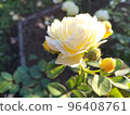 Golden border 96408761