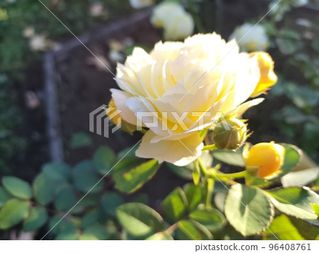 金色邊框 96408761