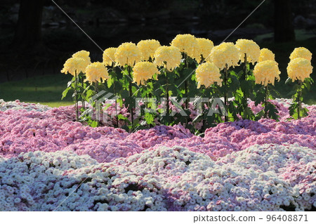 Flower bed of chrysanthemum chrysanthemum flower ornamental flower 96408871
