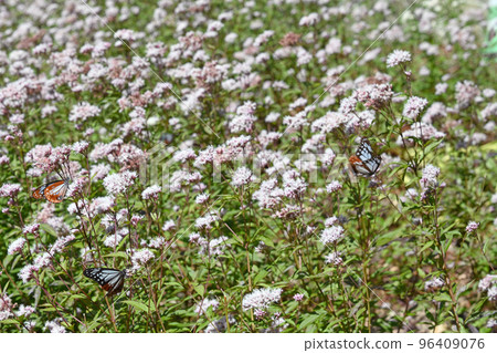 Three chestnut tiger butterflies Three chestnut tiger butterflies 96409076