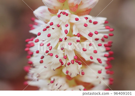 Tsumerenge 開花,蓮座的中軸向上延伸 Tsumerenge 開花,蓮座的中軸向上延伸 96409101