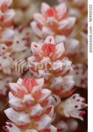 Tsumerenge 開花,蓮座的中軸向上延伸 Tsumerenge 開花,蓮座的中軸向上延伸 96409102