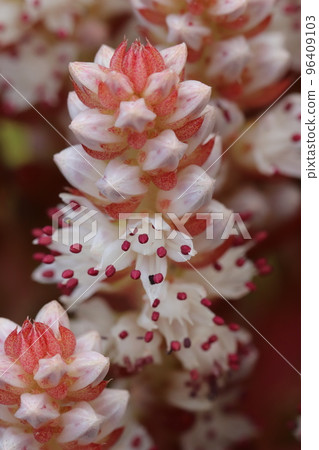 Tsumerenge 開花,蓮座的中軸向上延伸 Tsumerenge 開花,蓮座的中軸向上延伸 96409103
