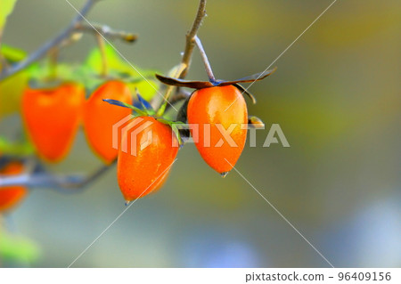 多個小紅柿 多個小紅柿 96409156