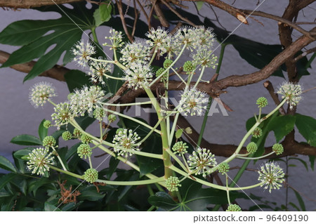 日本秋季花園中盛開的白色 Yatsude 花 日本秋季花園中盛開的白色 Yatsude 花 96409190