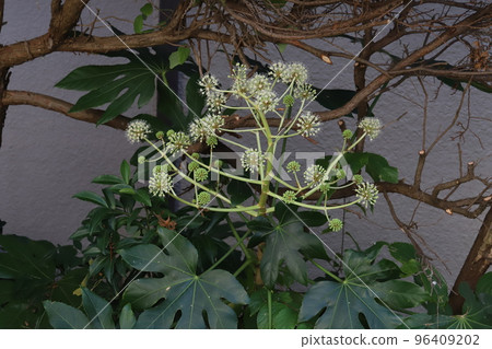 White Yatsude flowers blooming in a Japanese autumn garden 96409202