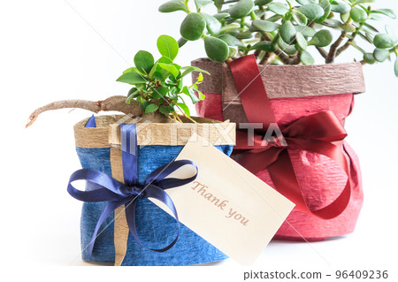 Gajumaru gift wrapping with Thank You card 96409236