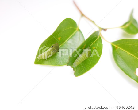 Caterpillar caterpillar larva bluebottle swallowtail butterfly Caterpillar caterpillar larva bluebottle swallowtail butterfly 96409242