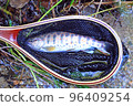 Large Amago of Honyagawa River 96409254