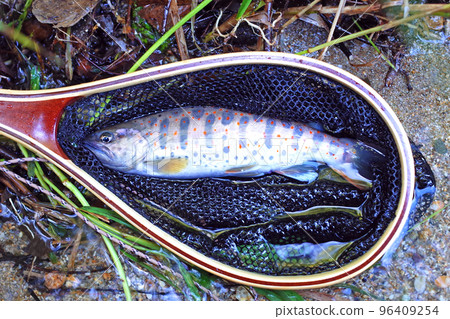 Large Amago of Honyagawa River Large Amago of Honyagawa River 96409254