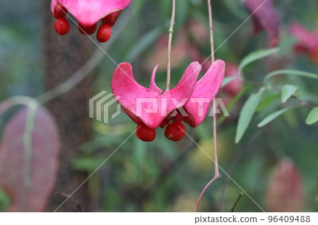 螺旋槳狀的紅色漿果 螺旋槳狀的紅色漿果 96409488