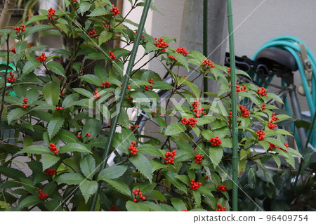 盛開在日本深秋花園中的紅色 Senryo 水果 盛開在日本深秋花園中的紅色 Senryo 水果 96409754