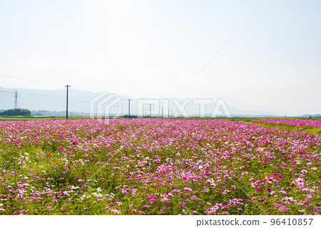 德島縣阿波市善入寺島大波斯菊 德島縣阿波市善入寺島大波斯菊 96410857