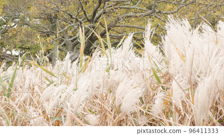 深秋的 Susuki 田野 深秋的 Susuki 田野 96411333