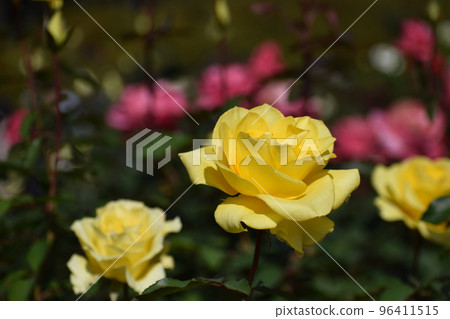 Yellow autumn rose blooming against a background of pink roses Yellow autumn rose blooming against a background of pink roses 96411515