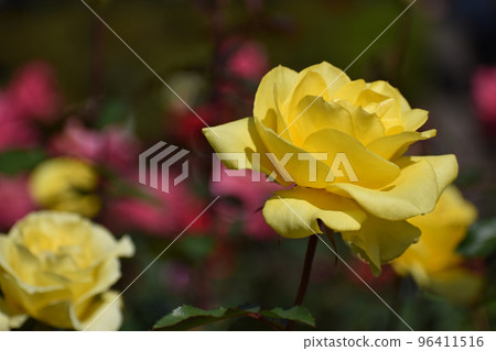 Yellow autumn rose blooming against a background of pink roses Yellow autumn rose blooming against a background of pink roses 96411516