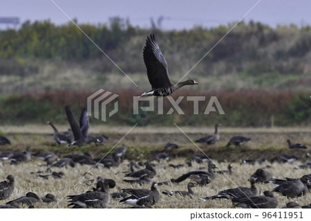 Winter migratory birds in northern countries, a flock of white-fronted geese flying under the blue sky Winter migratory birds in northern countries, a flock of white-fronted geese flying under the blue sky 96411951