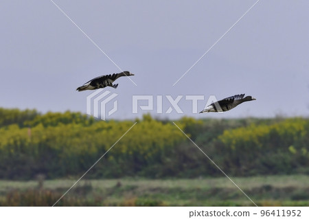 Winter migratory birds in northern countries, a flock of white-fronted geese flying under the blue sky Winter migratory birds in northern countries, a flock of white-fronted geese flying under the blue sky 96411952