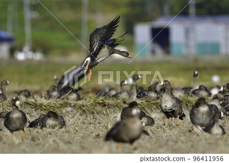 Winter migratory birds in northern countries, a flock of white-fronted geese flying under the blue sky Winter migratory birds in northern countries, a flock of white-fronted geese flying under the blue sky 96411956