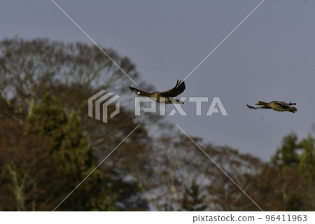 Winter migratory birds in northern countries, a flock of white-fronted geese flying under the blue sky Winter migratory birds in northern countries, a flock of white-fronted geese flying under the blue sky 96411963