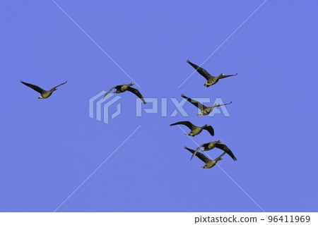 Winter migratory birds in northern countries, a flock of white-fronted geese flying under the blue sky Winter migratory birds in northern countries, a flock of white-fronted geese flying under the blue sky 96411969