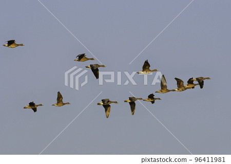 Winter migratory birds in northern countries, a flock of white-fronted geese flying under the blue sky Winter migratory birds in northern countries, a flock of white-fronted geese flying under the blue sky 96411981