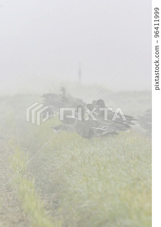 Winter migratory birds in northern countries, a flock of white-fronted geese flying under the blue sky Winter migratory birds in northern countries, a flock of white-fronted geese flying under the blue sky 96411999