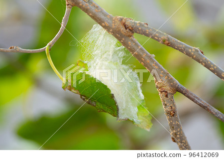 Mulberry cocoon (cocoon) Mulberry cocoon (cocoon) 96412069
