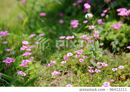 Sorrel grass Potato sorrel grass 96412211