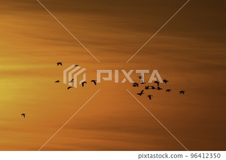 鵝在宮城縣歌舞伎沼棲息,在橙色的夕陽下 鵝在宮城縣歌舞伎沼棲息,在橙色的夕陽下 96412350