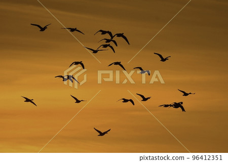 鵝在宮城縣歌舞伎沼棲息,在橙色的夕陽下 鵝在宮城縣歌舞伎沼棲息,在橙色的夕陽下 96412351