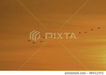 Goose roosting in Kabukuri-numa, Miyagi Prefecture, during an orange-tinged sunset 96412353