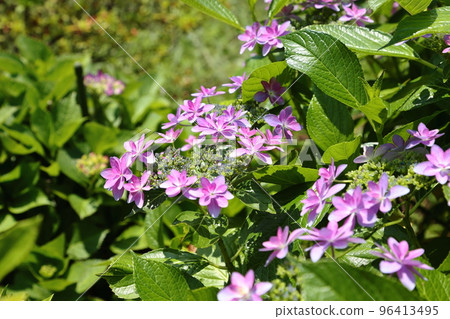 Huge hydrangea in full bloom 96413495