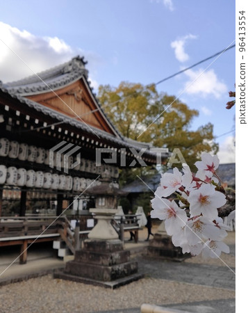 Cherry blossoms at Muko Shrine, Muko City, Kyoto 96413554