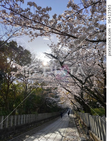 Cherry blossoms at Muko Shrine, Muko City, Kyoto Cherry blossoms at Muko Shrine, Muko City, Kyoto 96413565